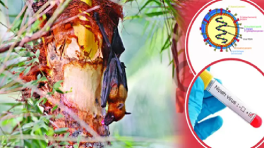 নিপাহ ভাইরাসে দেশে প্রথম মৃত্যু