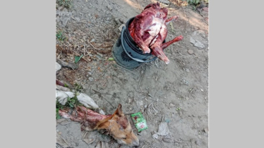 খাসির নামে কুকুরের মাংস বিক্রির অভিযোগ, কসাইসহ দুইজন পলাতক খাসির নামে কুকুরের মাংস বিক্রির অভিযোগ, কসাইসহ দুইজন পলাতক