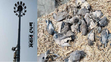 বেনাপোল কার্গো ইয়ার্ড টার্মিনালে বিদ্যুৎ শকে অতিথি পাখির মৃত্যু বেনাপোল কার্গো ইয়ার্ড টার্মিনালে বিদ্যুৎ শকে অতিথি পাখির মৃত্যু