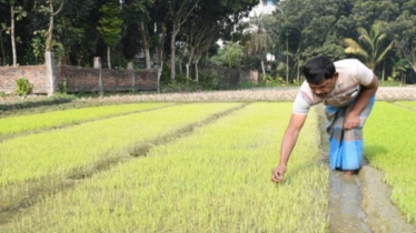 শার্শায় কুয়াশা আর তীব্র শীতে বোরো চাষিরা বিপাকে