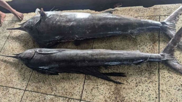 কুয়াকাটায় ধরা পড়লো ৪ মণ ওজনের দুই মাছ