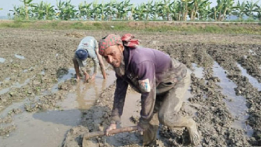 রৌদ্রজ্জ্বল আবহাওয়ায় শার্শায় শেষ মুহূর্তে বোরো ধান রোপনের ধুম রৌদ্রজ্জ্বল আবহাওয়ায় শার্শায় শেষ মুহূর্তে বোরো ধান রোপনের ধুম