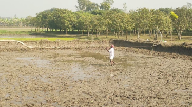 বাগাতিপাড়ায় দেশি ও অতিথি পাখি শিকার, প্রশাসনের হস্তক্ষেপ দাবি