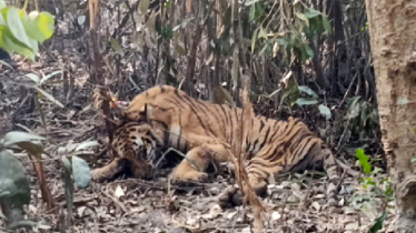 সুন্দরবনে শিকারিদের ফাঁদে পড়া বাঘ উদ্ধার