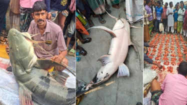 গাইবান্ধার ব্রহ্মপুত্রে ধরা পড়ল ৯০ কেজির বিরল বাঘাইর গাইবান্ধার ব্রহ্মপুত্রে ধরা পড়ল ৯০ কেজির বিরল বাঘাইর