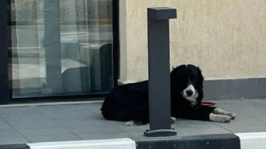 যুদ্ধের আতঙ্কে পোষা প্রাণী ফেলে দুবাই ছাড়ছেন বাসিন্দারা