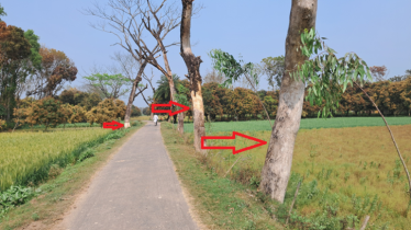 বাগাতিপাড়ায় অভিনব কৌশলে গাছ নিধন