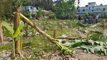 কলা গাছের সঙ্গে এ কেমন শত্রুতা! কলা গাছের সঙ্গে এ কেমন শত্রুতা!