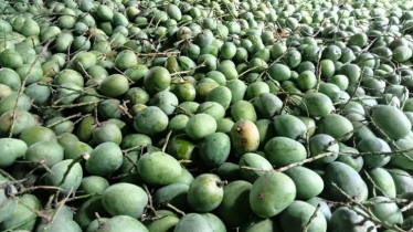 শার্শার কেমিক্যাল ছিটিয়ে পাকানো হচ্ছে আম, দেখার কেউ নেই শার্শার কেমিক্যাল ছিটিয়ে পাকানো হচ্ছে আম, দেখার কেউ নেই