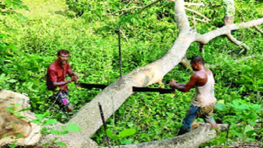 খাল খননের নামে গাছ নিধনের অভিযোগ