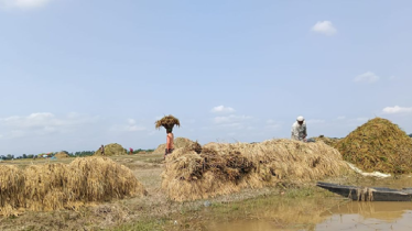অবিরাম বৃষ্টি আর পানিতে ডুবছে হাওড়, দিশেহারা কৃষক