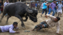 ক্ষিপ্ত মহিষের আক্রমণে প্রাণ গেলো ২ জনের