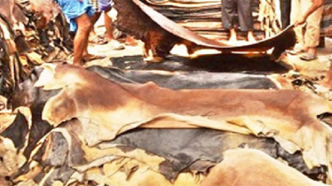 কোরবানির চামড়া নিয়ে বিপর্যয়ের শঙ্কা কোরবানির চামড়া নিয়ে বিপর্যয়ের শঙ্কা