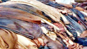 ৪০০ টাকায় কেনা চামড়া বিক্রি ১৫০ টাকায়