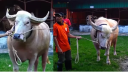 মানুষ দেখলেই গুঁতো দেয়া পশুর নাম রাখলেন ‘নেতানিয়াহু’ মানুষ দেখলেই গুঁতো দেয়া পশুর নাম রাখলেন ‘নেতানিয়াহু’